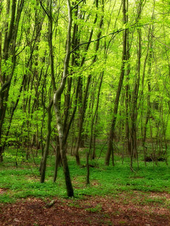 Danish forest in springtimeの写真素材