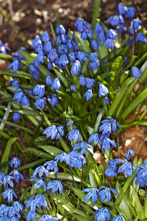 Blue flowers in springtime