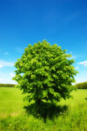 A Lonely green treeの写真素材