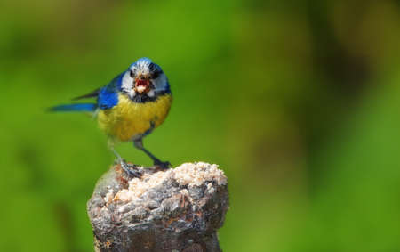 A telephoto of the Blue Tit (garden bird in huge parts of Northern Europe).の写真素材