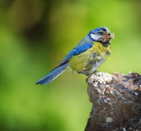 A telephoto of the Blue Tit (garden bird in huge parts of Northern Europe).の写真素材
