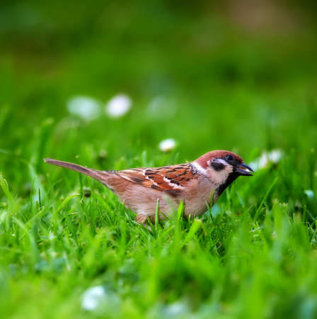 A telephoto of a sparrow sitting on the green groundの写真素材