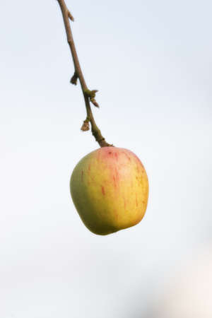 A closeup photo of a green appleの写真素材