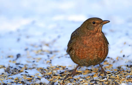 A telephoto of a female blackbird in wintertime