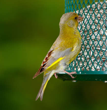 Carduelis chloris - Greenfinch. Beautiful garden bird in Europe, incl. Denmarkの写真素材