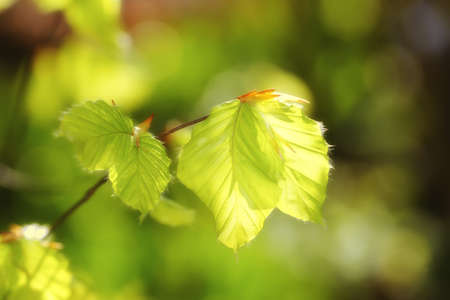 new life in clean environment - spring buds, flowers, and green leavesの写真素材