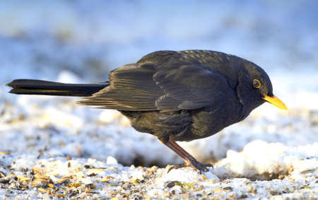 Blackbird in wintertime and sunshineの写真素材