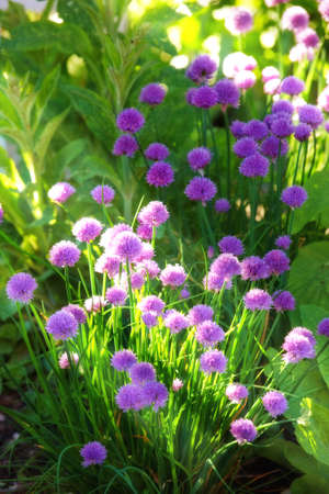 A colorful photo of Danish summer garden