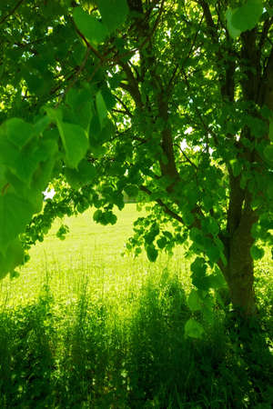A photo of The countryside in springtimeの写真素材