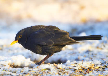 Blackbird in wintertime and sunshineの写真素材