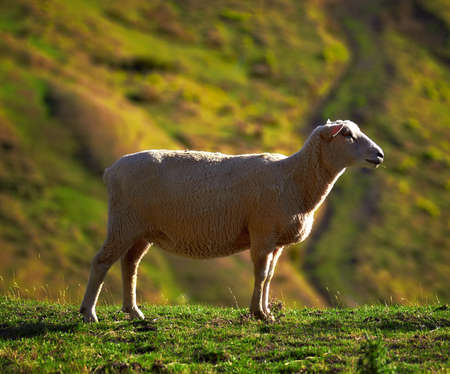A photo of Sheep -  New Zealandの写真素材