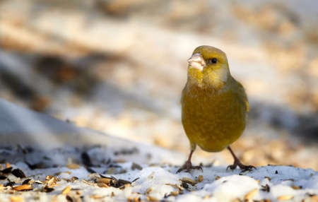 Carduelis chloris - Greenfinch. 