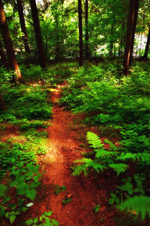 A photo of lush and saturated forest