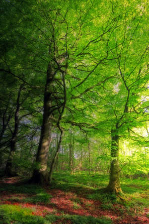 A photo of a saturated, lush forest in Denmarkの写真素材