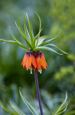 A  photo of a beautiful flowerの写真素材