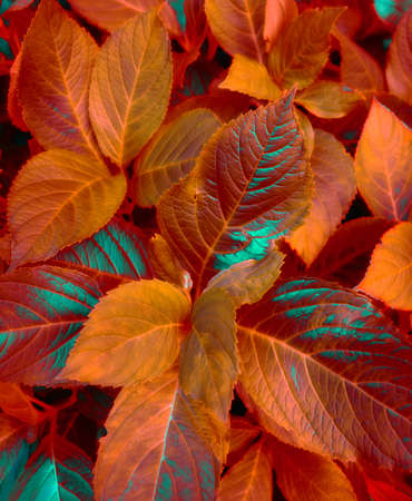 A  photo of a Autumn leaves and flowers
