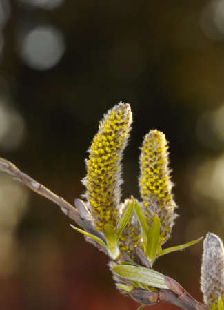 new life in clean environment - spring and green leaves