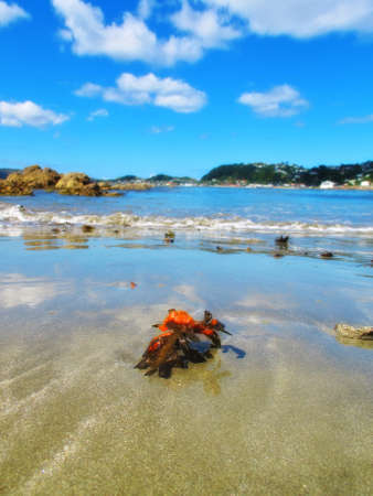 A photo of Karaka Bay - Wellington, New Zealandの写真素材