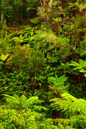 A photo a Rainforest  in New Zealandの写真素材