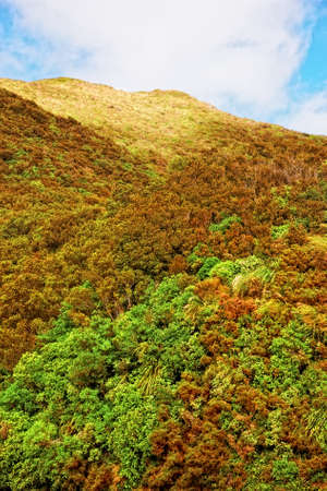 A nature photo from New Zealandの写真素材