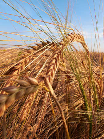 A photo of wheat ready to harvest