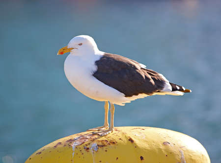 A cheerful and smiling young boyの写真素材