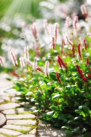 a photo of Beautiful garden detailsの写真素材