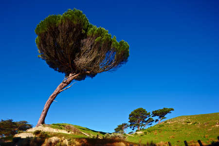 A photo of a lonely tree の写真素材