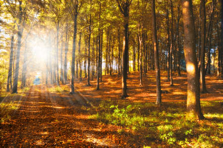 A photo a Autumn landscape in New Zealandの写真素材