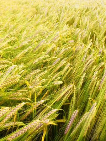 A photo of wheat ready to harvestの写真素材