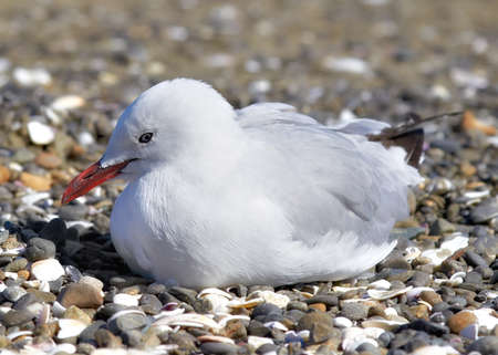 A telephoto of sea gull at the beach
