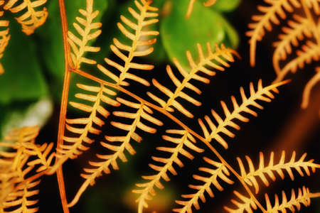 A photo nature in the colors of autumnの写真素材