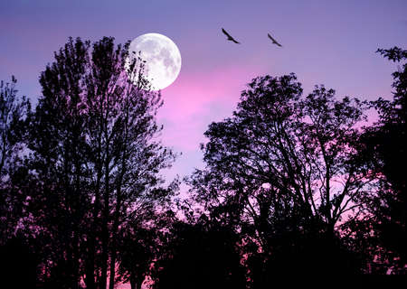 A photo the moon, nature and landscapeの写真素材