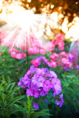 A photo of a Garden, flowers and sun