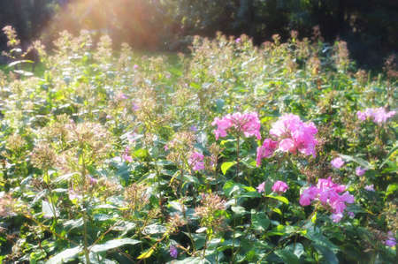 A photo of a Garden, flowers and sunの写真素材
