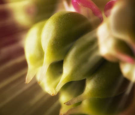 A photo of a Garden, flowers and sunの写真素材