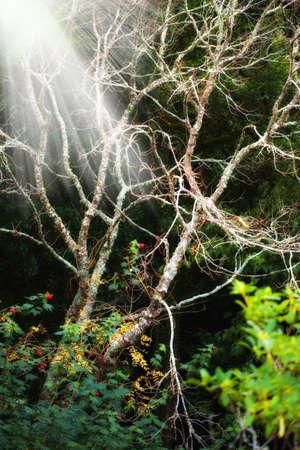 A photo of a Garden, flowers and sunの写真素材