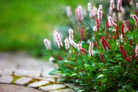 A photo of a Garden, flowers and sun