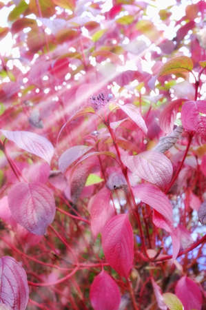 A photo of red autumn leaves and old house in sunshineの写真素材