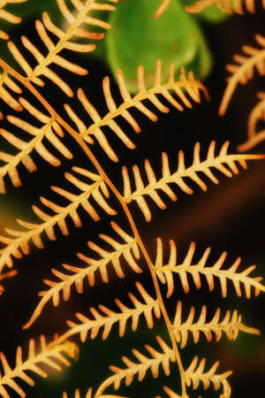 a photo of Beautiful garden detailsの写真素材