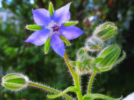 A photo of a Garden, flowers and sunの写真素材
