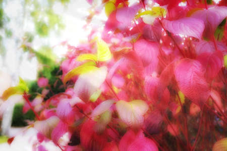 A photo of red autumn leaves in sunshineの写真素材