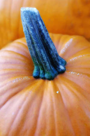 A photo of orange pumpkinsの写真素材