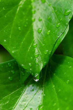 A  photo of a leaf beauty