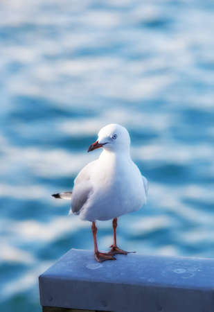A  photo of a sea gullの写真素材