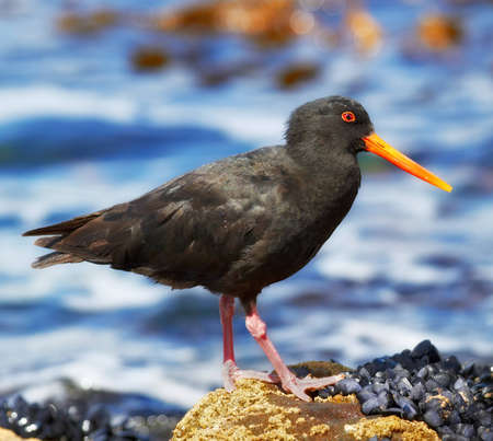 A photo of Variable Oystercatcher birdの写真素材