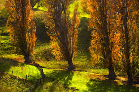 a photo of Autumn landscape in New Zealand