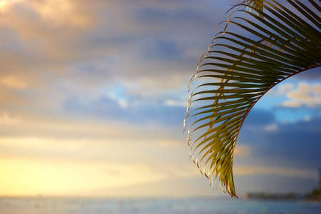 A photo of  Palms in the Pacific, Waikikiの写真素材