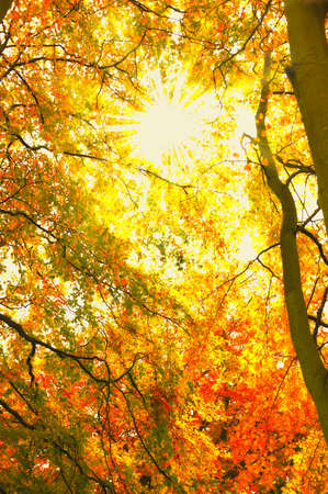 A  photo of Autumn forest and sun