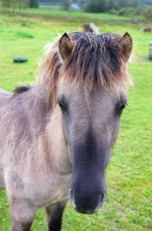 A  photo of pony in natural landscapeの写真素材